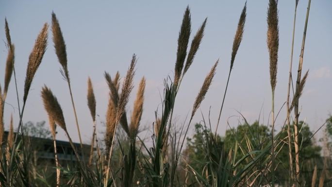 芦苇飘荡丨下午乡野间