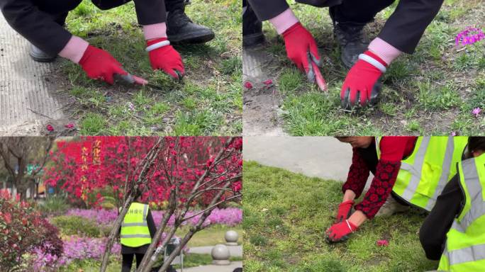 园林绿化 除草拔草 园丁园林维护春暖花开