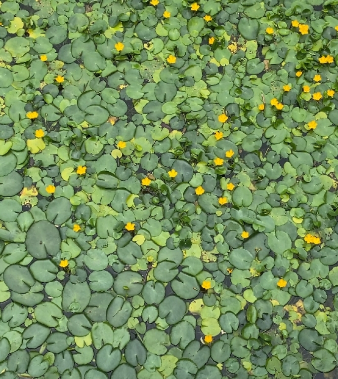 夏日雨水池塘屋檐