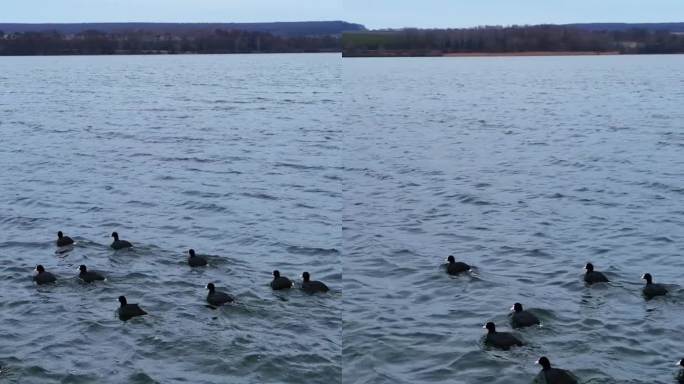 湖上有长着白色喙和尾巴的黑鸭子。有些受惊的鸟飞到空中，然后飞走一点。森林是背景。垂直视频