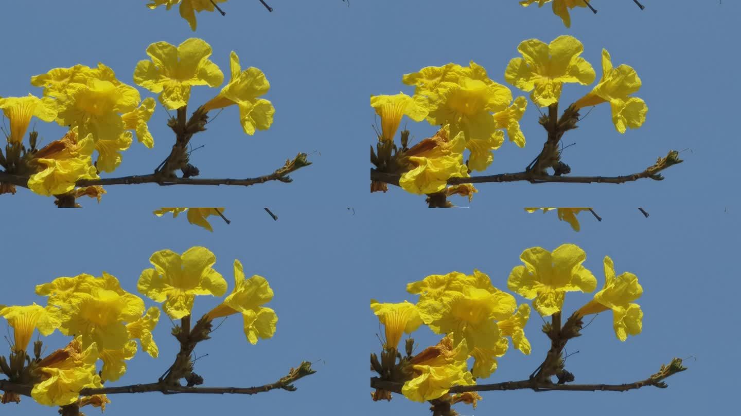 空镜素材：春天蓝天下摇曳的黄花风铃木