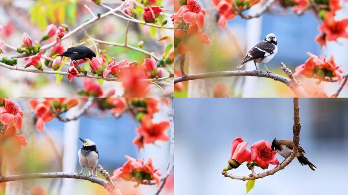 6种鸟在木棉花上吮吸花蜜、春天花上的鸟儿
