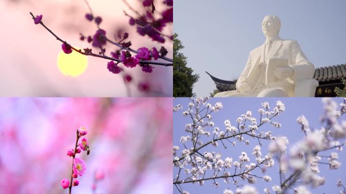 4K泰州梅园梅兰芳纪念馆梅花