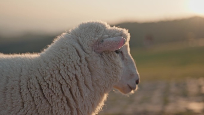 绵羊凝视着夕阳小羊羔小羊群小杨找妈妈东北