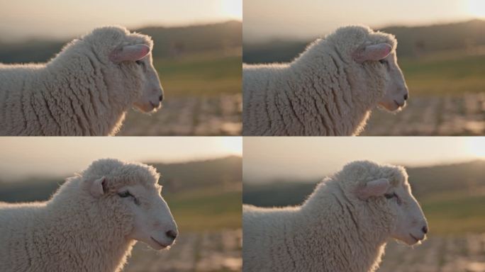 绵羊凝视着夕阳小羊羔小羊群小杨找妈妈东北