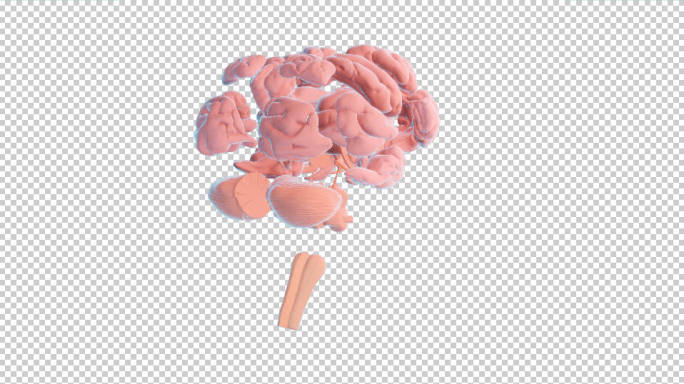 高清医学大脑 大脑解剖 动画(带通道）