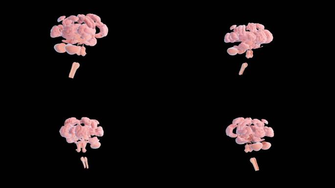 高清医学大脑 大脑解剖 动画(带通道）