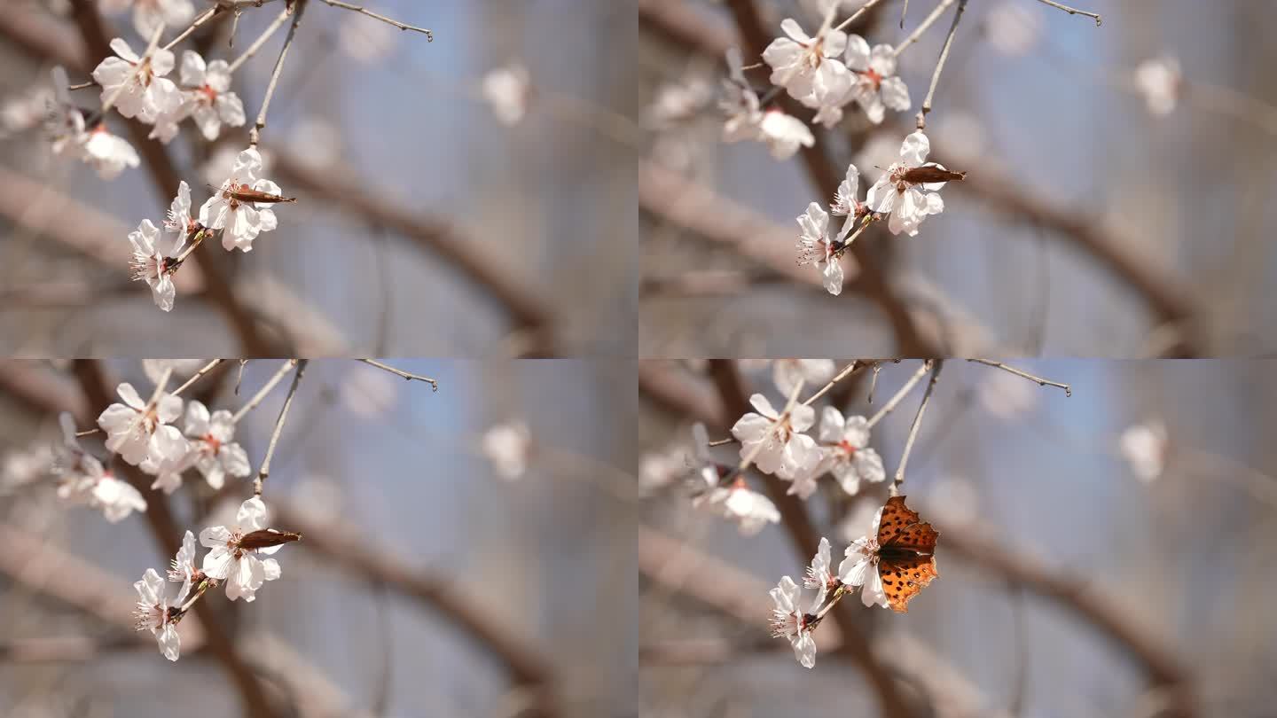 春天 桃花开