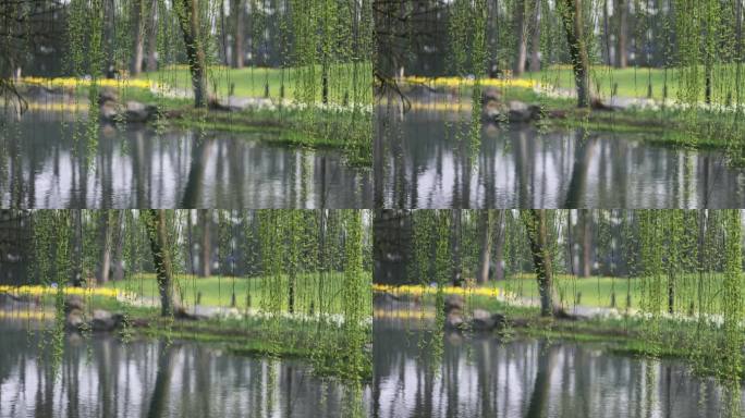 （慢镜）春天湖边的柳树柳条发芽生机勃勃