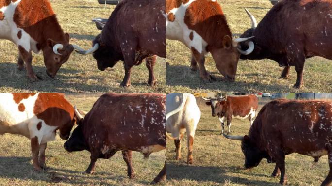 两头长角的公牛斗嘴，看谁最强壮。年长的公牛用他的技巧和领导能力轻轻推开另一头公牛。教训。农场。