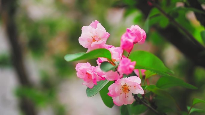 春天盛开的海棠花