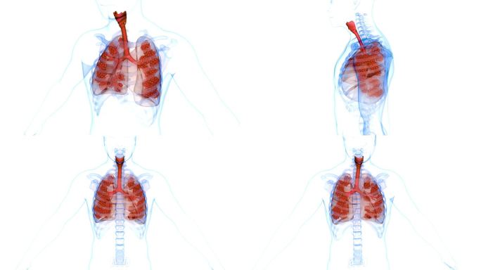 人体呼吸系统肺呼吸解剖动画概念