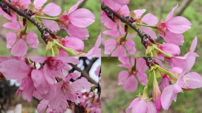 风吹梅花桃园花开 花海梅花花园春天赏花