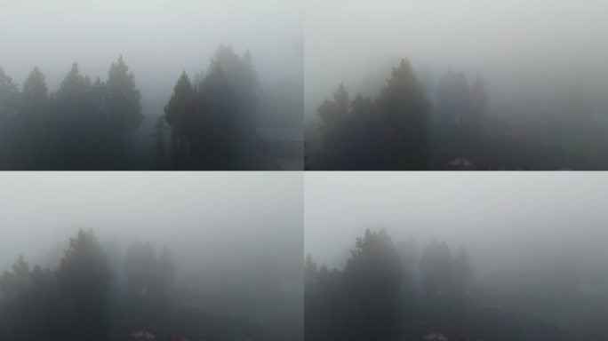 航拍清晨树林浓雾