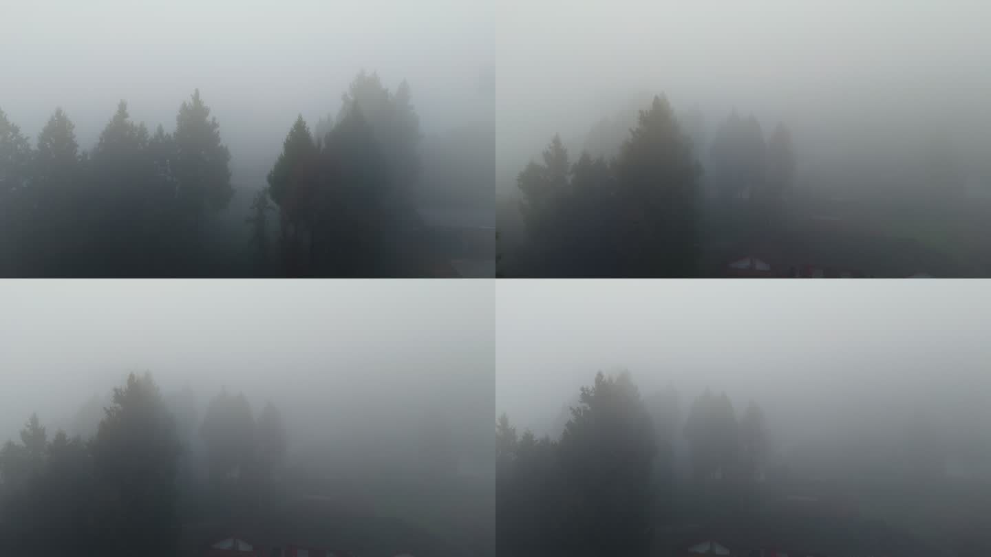 航拍清晨树林浓雾
