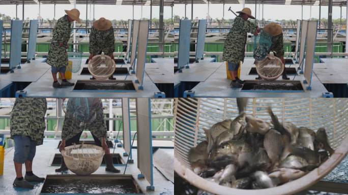 T0797捞鱼 打鱼 养鱼工人 生态渔场