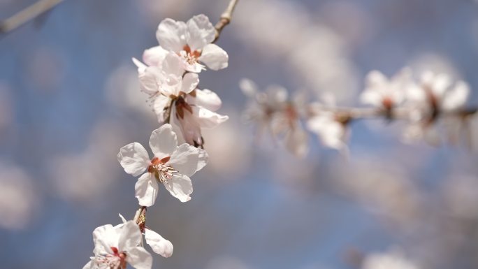 春天 桃花开