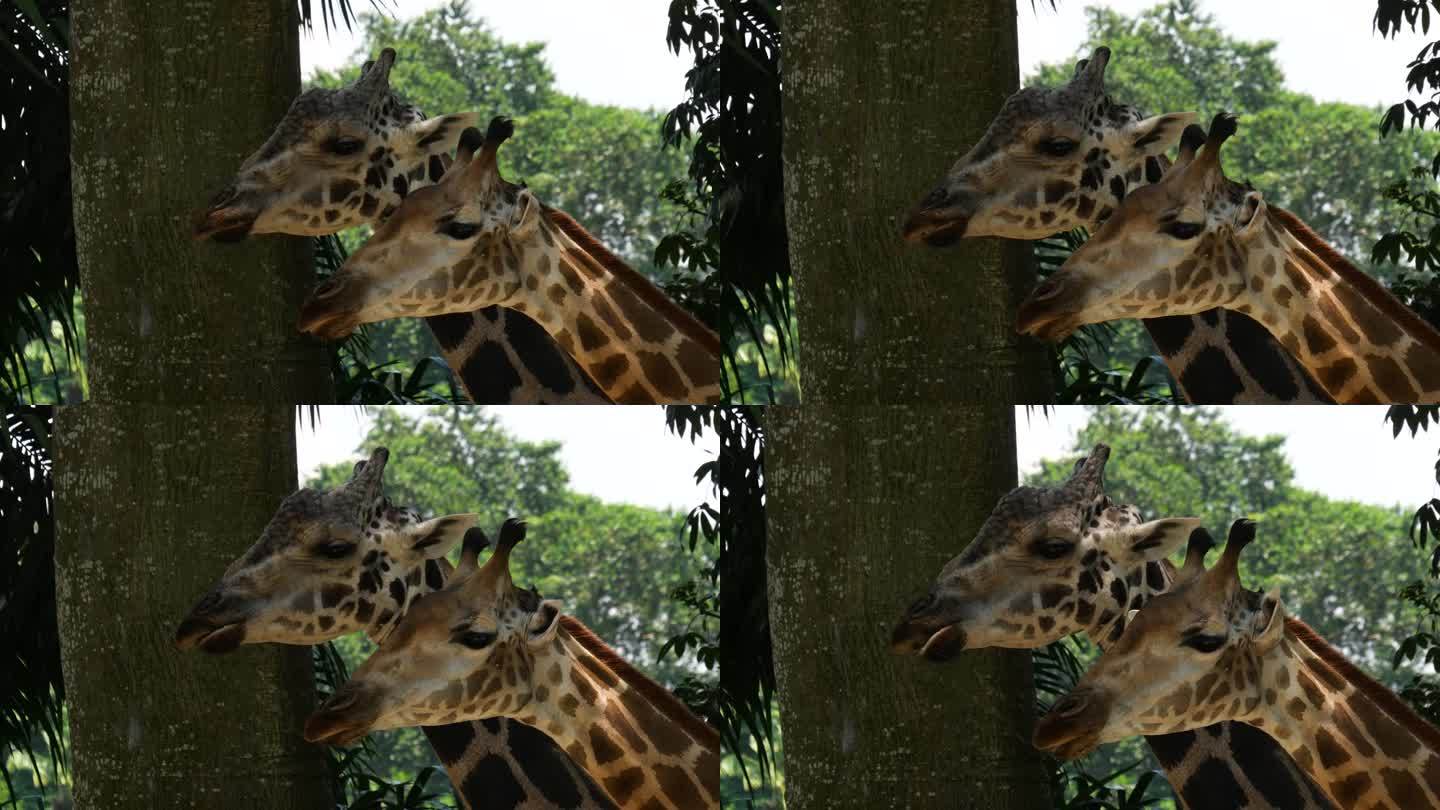 两只长颈鹿吃树叶的特写镜头