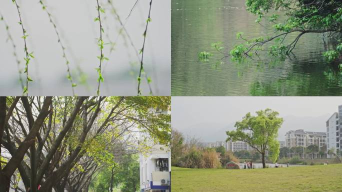 福州大学春天柳树草坪落叶升格视频空镜合集