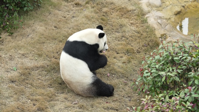 成都熊猫基地大熊猫大毛