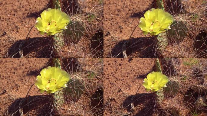 开花的仙人掌植物，在峡谷地国家公园的仙人掌黄花