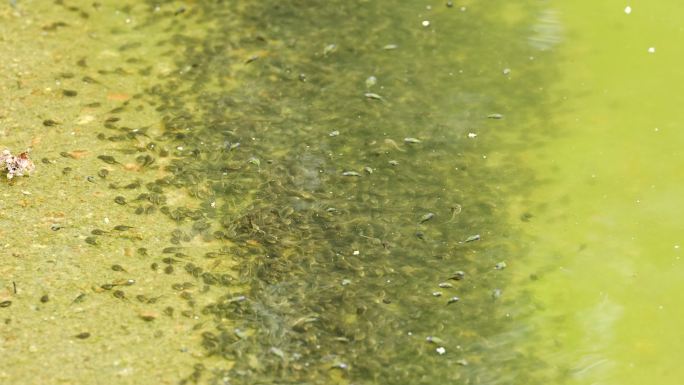 春天池塘里的小蝌蚪