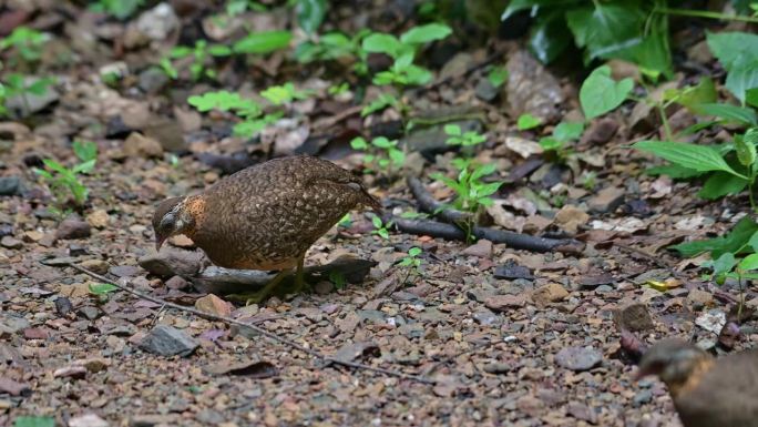 移动到左边和另一只模糊的，鳞片胸鹧鸪Tropicoperdix chloropus，泰国