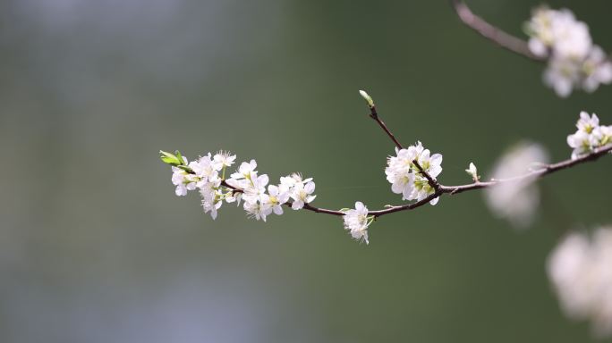 春风吹动湖边盛开的李花李子花