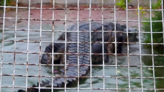 泰国鳄鱼养殖 爬行的鳄鱼