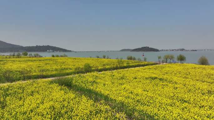 西山油菜花2024最新航拍