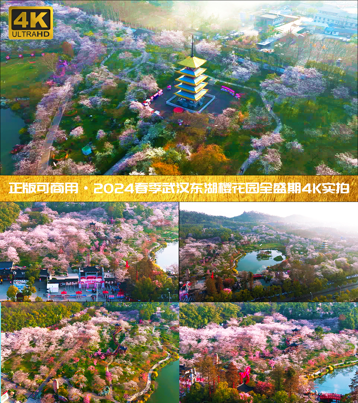2024春季湖北武汉东湖樱花园4K航拍