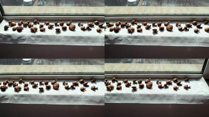窗台晾晒香菇
