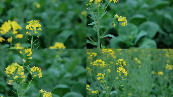 菜花油菜花蜜蜂春天