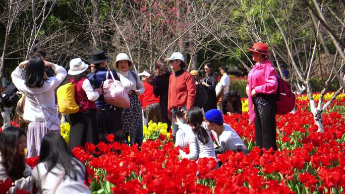 游客 赏花 公园人流 踏青