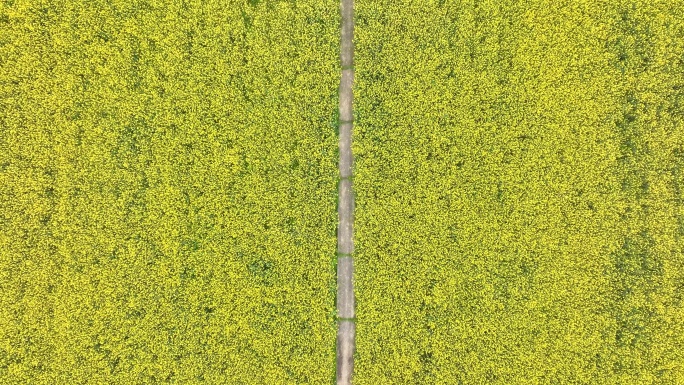 合川渭沱农场油菜花航拍