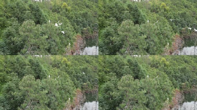 湿地白鹤  候鸟生态