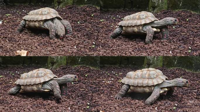 一只陆龟在移动