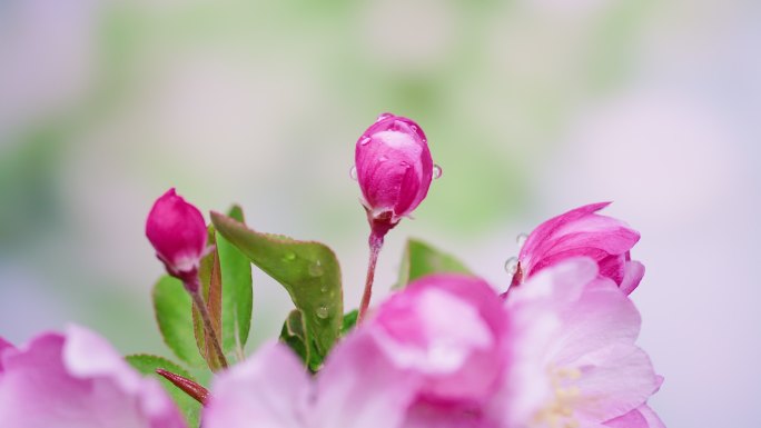 4K雨滴落在海棠花花苞上升格特写