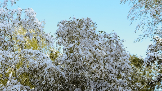 竹子雪景