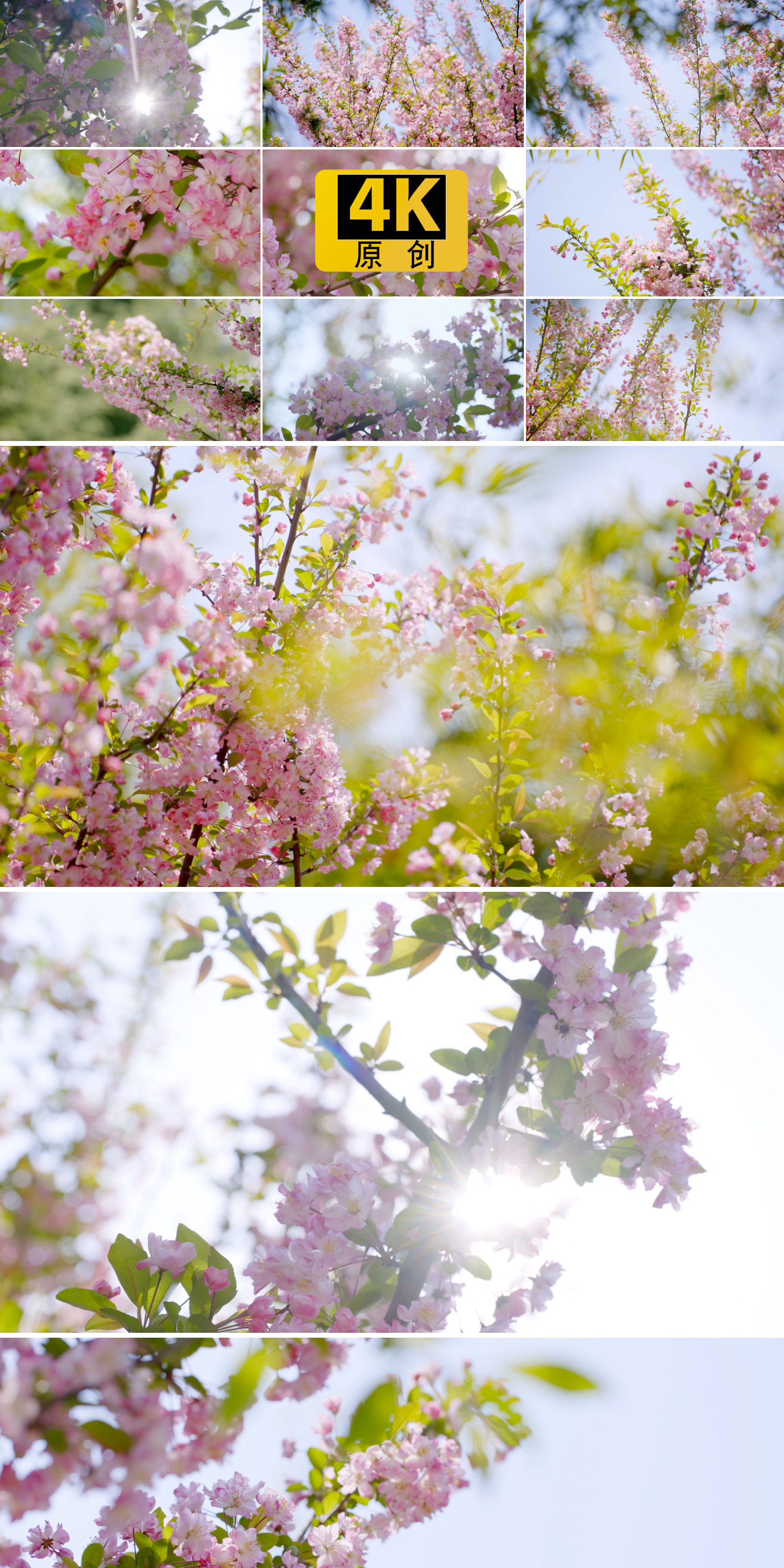 【全新】海棠花春天盛开阳光