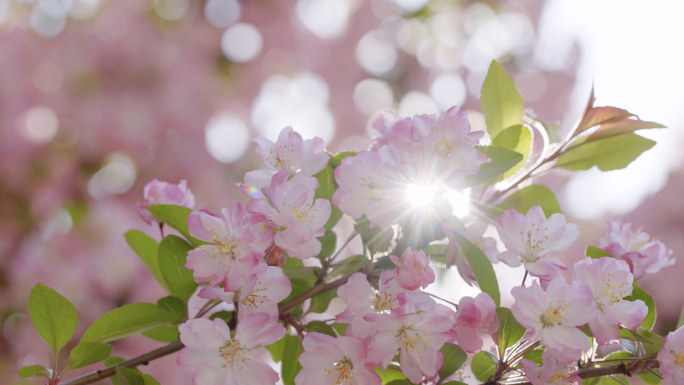【全新】海棠花春天盛开阳光