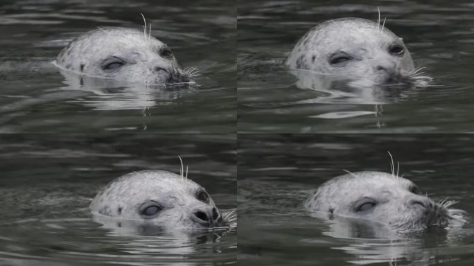 海豹头在海里游泳的特写镜头