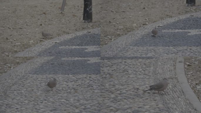 悠闲散步的小鸽子升格视频