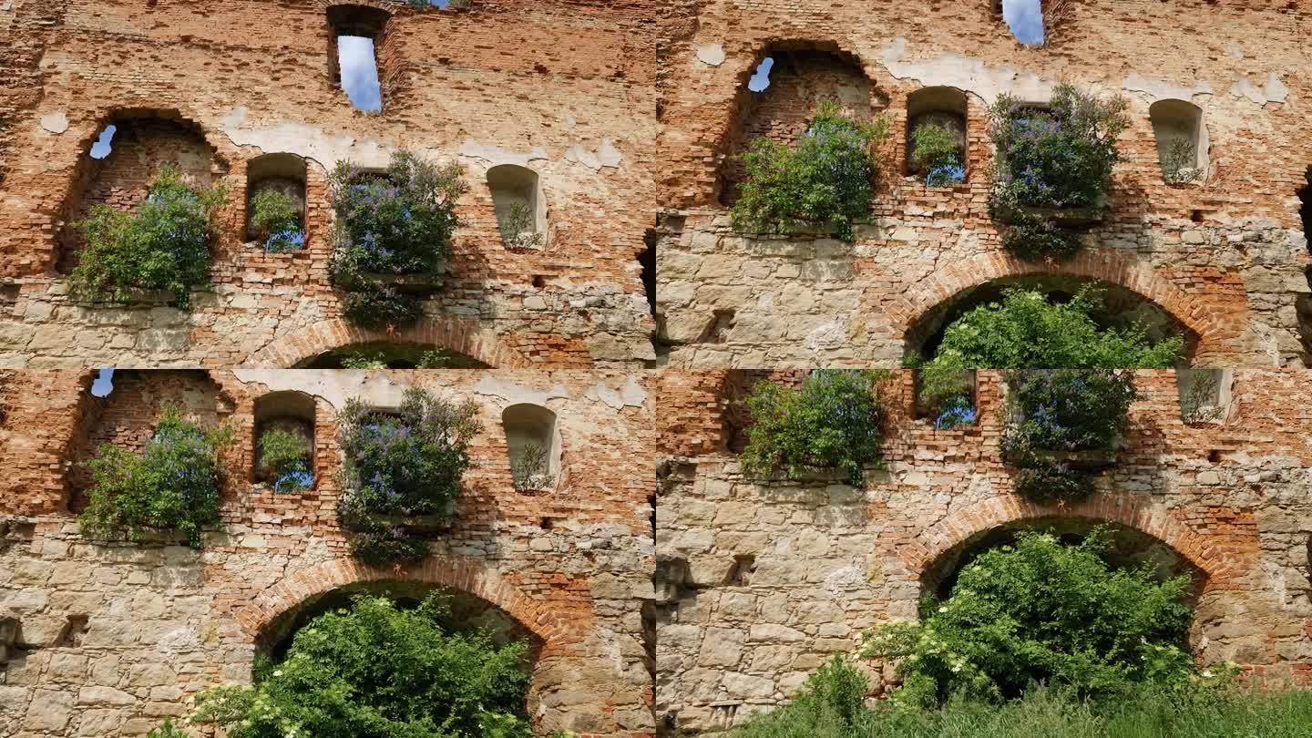 防御墙是长满灌木的中世纪城堡的遗迹