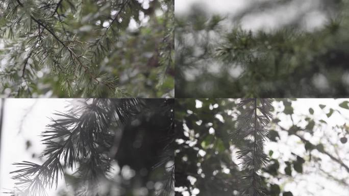 春雨里的松针 下雨天 树上的挂满水珠
