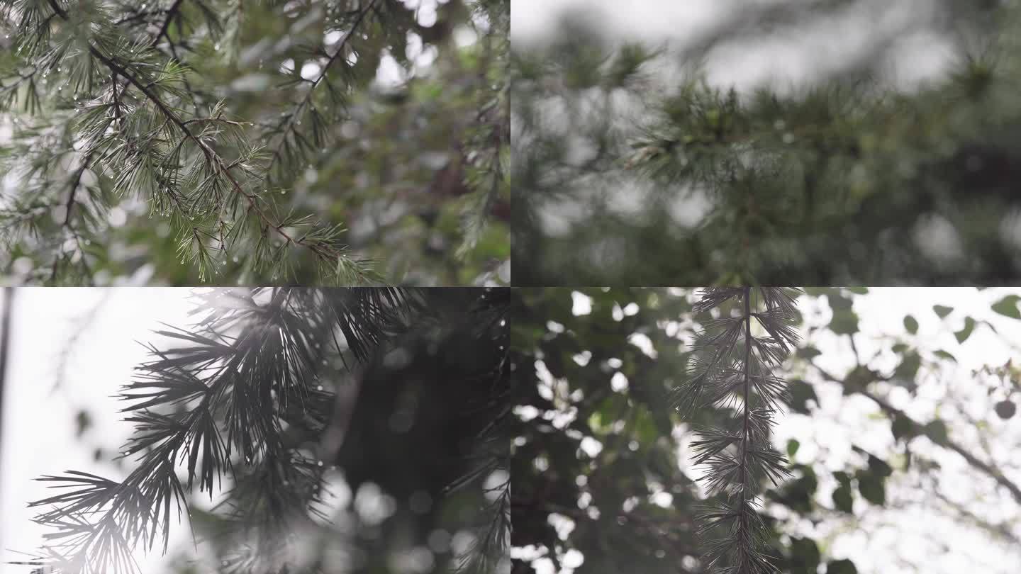 春雨里的松针 下雨天 树上的挂满水珠