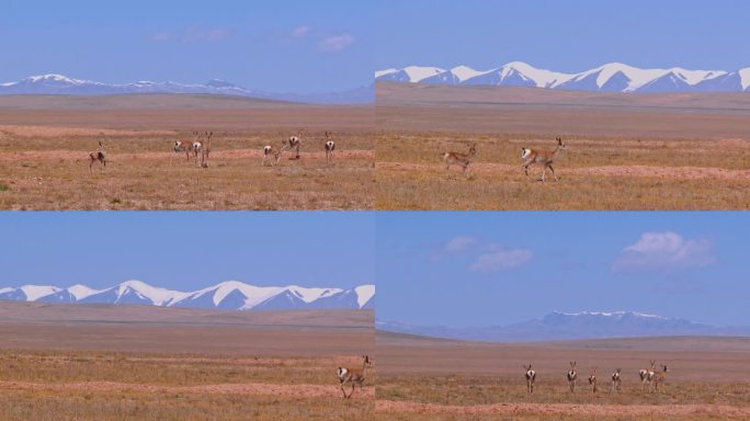 藏羚羊 藏驴 漂亮的藏族动物 可可西里