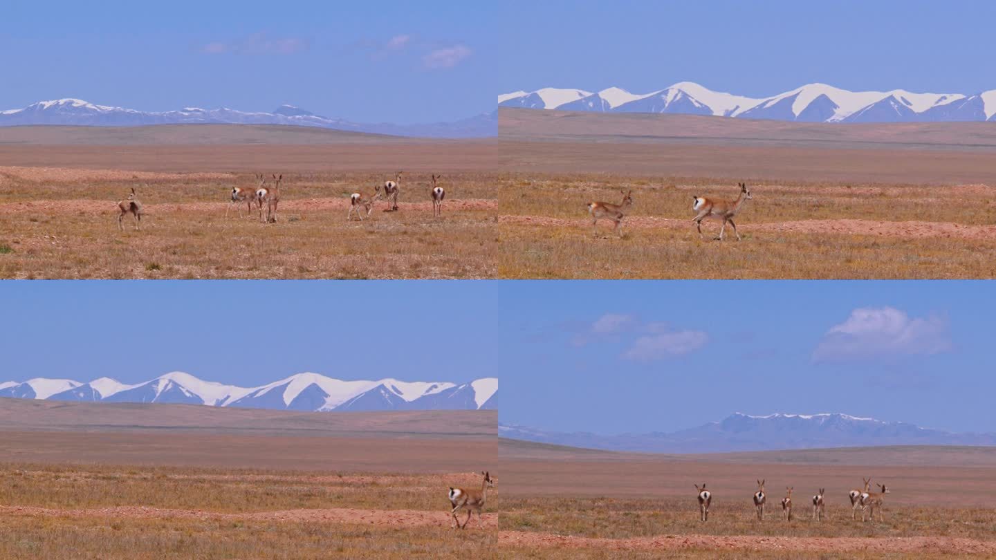 藏羚羊 藏驴 漂亮的藏族动物 可可西里