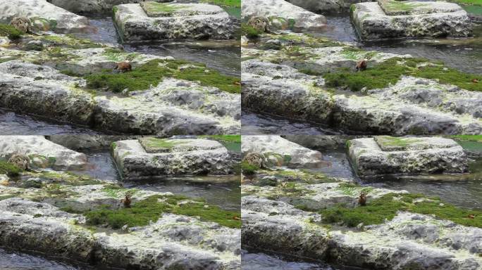 成都江安河冬天觅食的水鸟鸟类