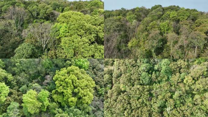 树林航拍树木森林绿色植物原始生态环境景观